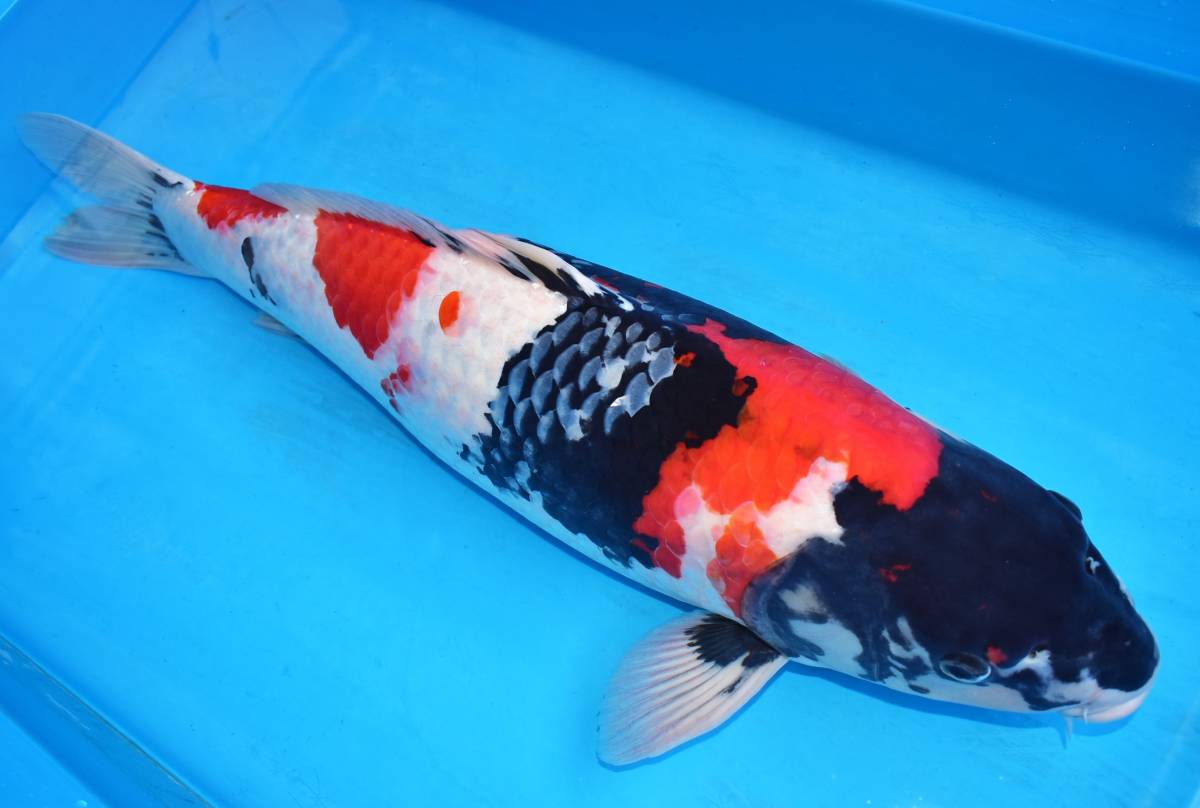 asahinisiki１０００円スタートセール☆新潟産三色３歳５０ｃｍ