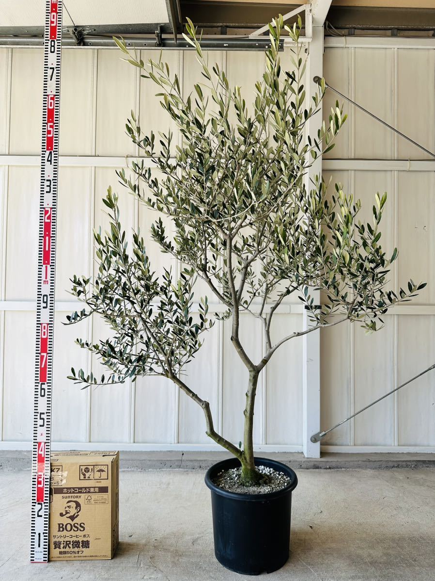 ◯ オリーブ ルッカ ◯ 【樹高:約170cm】シンボルツリー 庭木