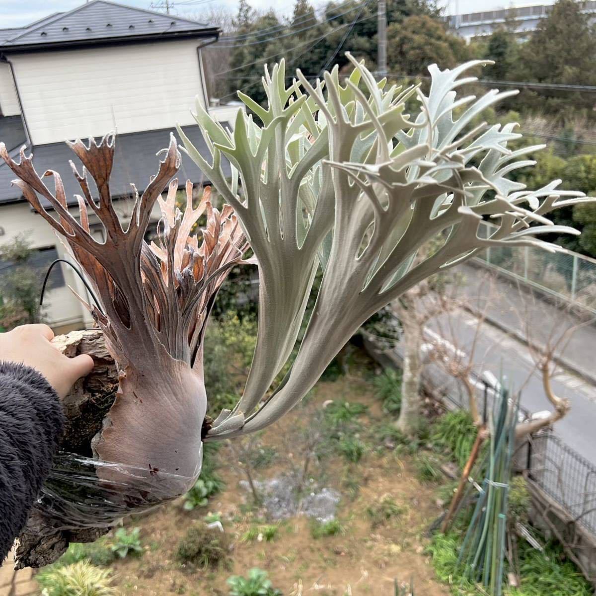 ビカクシダ P. Pedro Tatsuta willinckii ペドロ (OC) artPLANTs