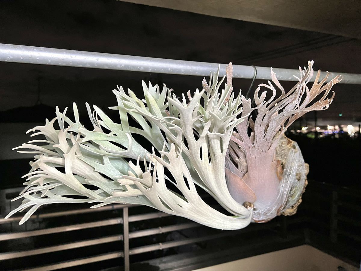 ビカクシダ P. Pedro Tatsuta willinckii ペドロ (OC) artPLANTs