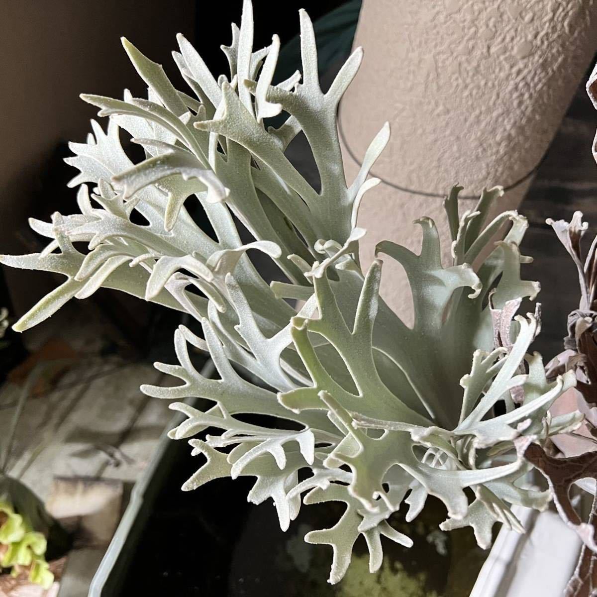 ビカクシダ P. Pedro Tatsuta willinckii ペドロ (OC) artPLANTs