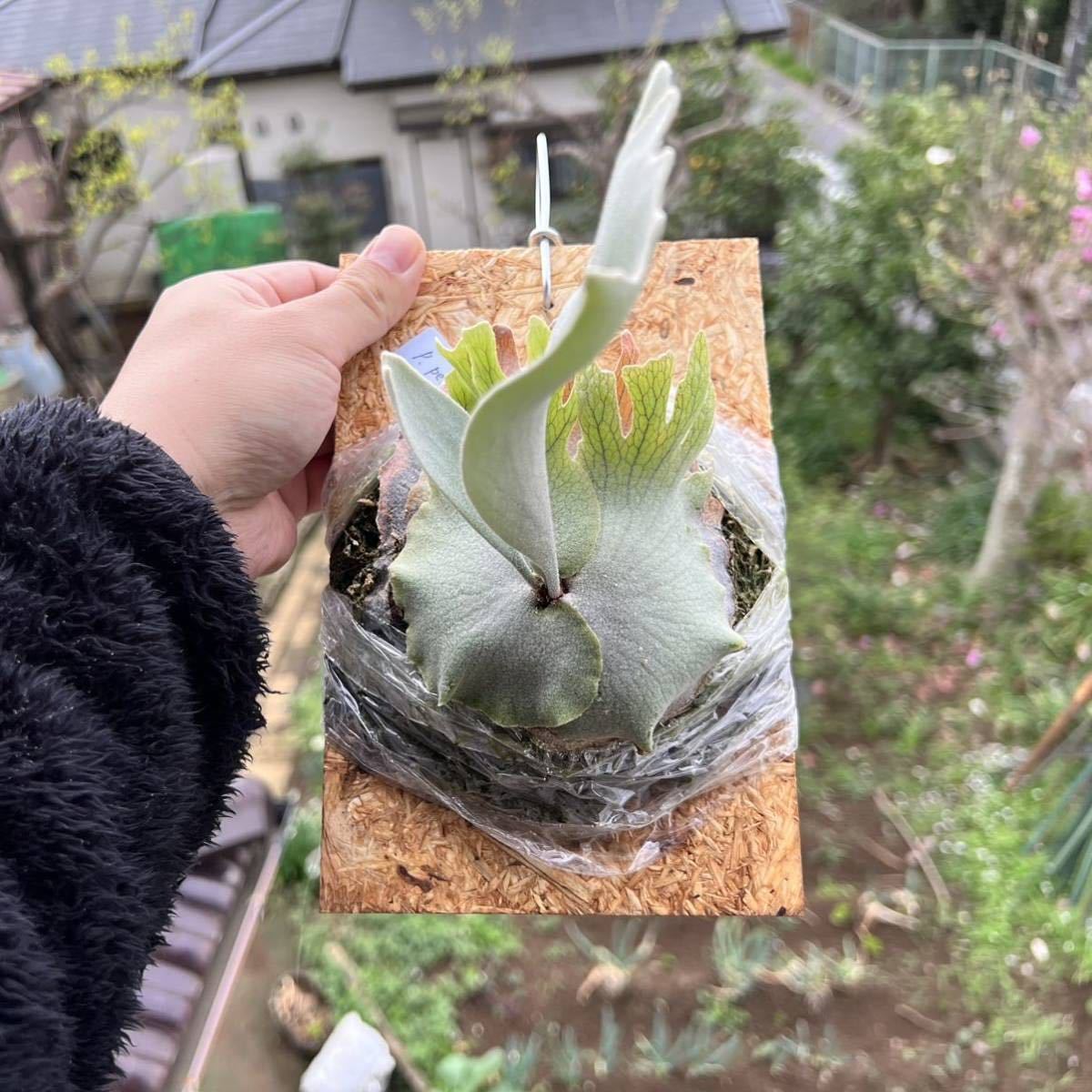 ビカクシダ P. Pedro Tatsuta willinckii ペドロ (OC) artPLANTs