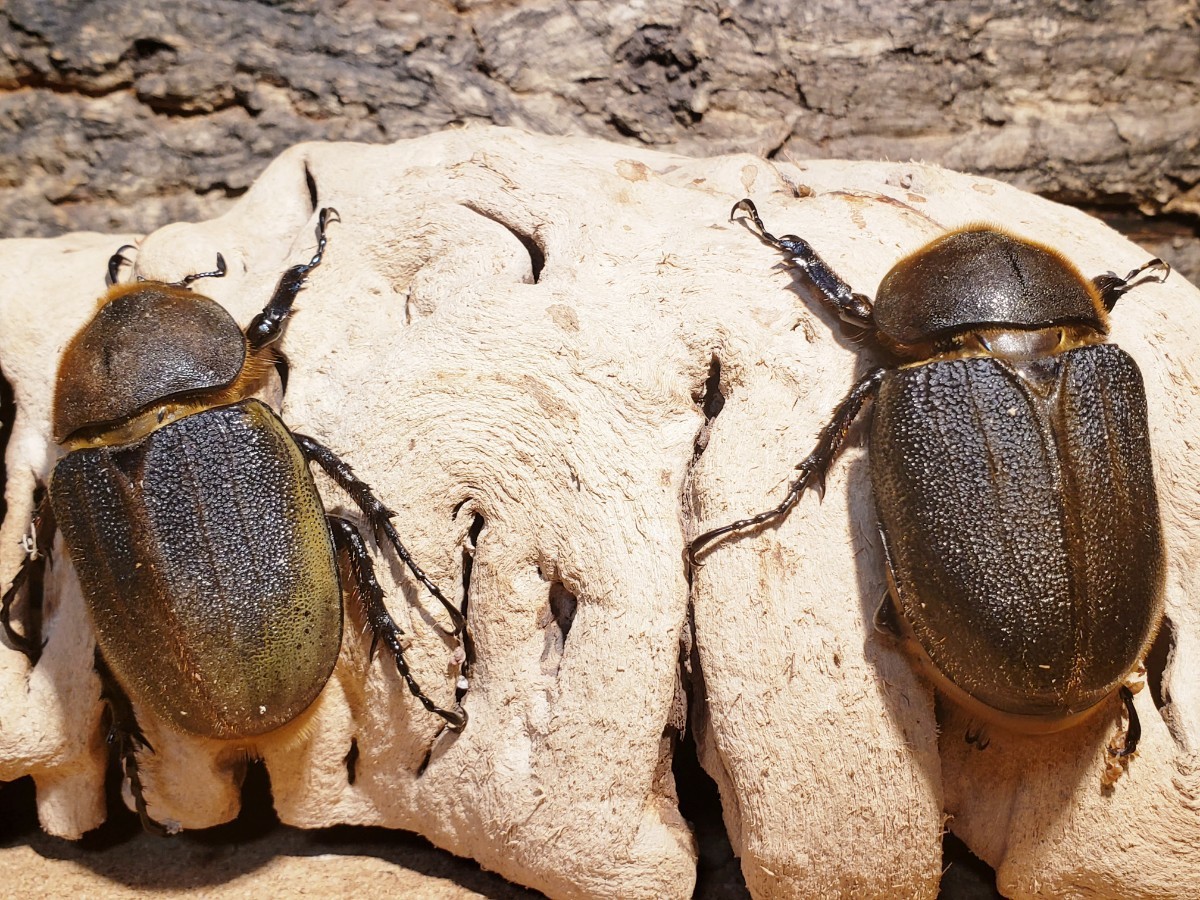 『silverkong09』　D・Hヘラクレス　FF0F・FF136×160メテオエースFF♀2頭セット　♀75ミリ　♀73ミリ　