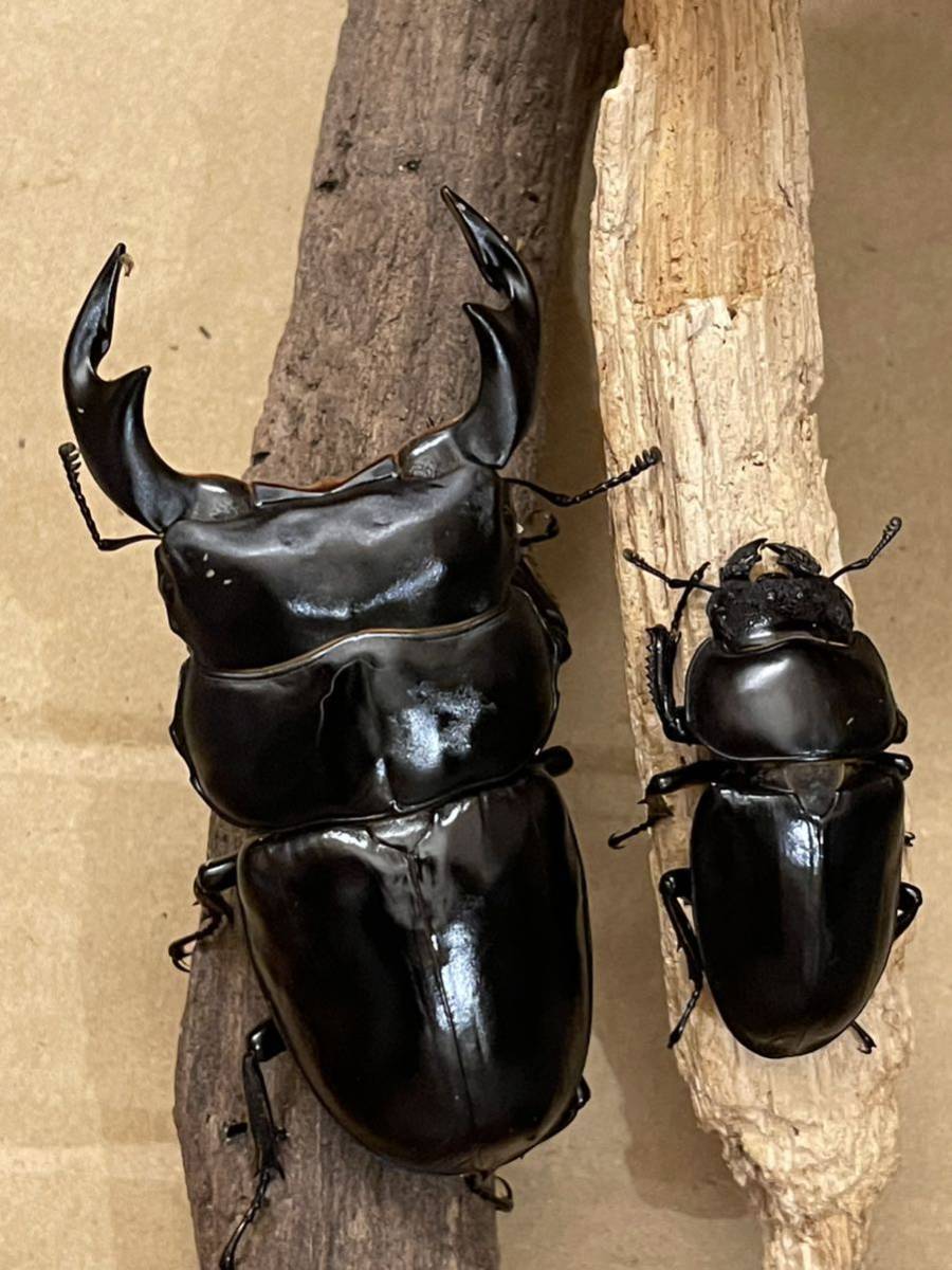 ブータンアンタエウス　怪物くん血統　　ペア後食済み①