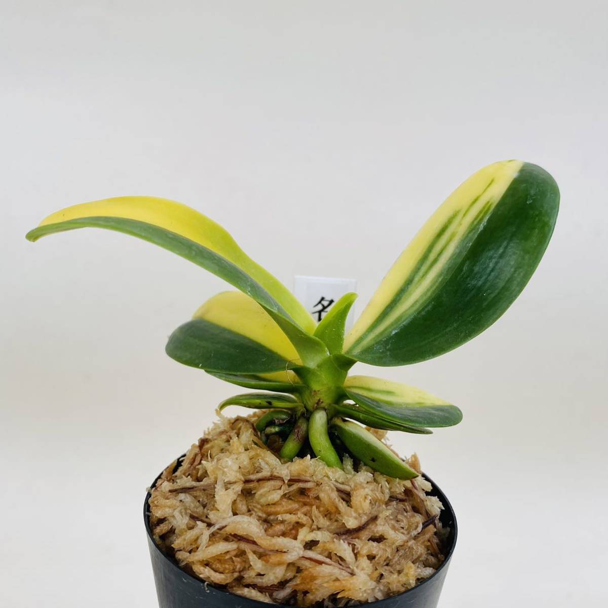 ナゴラン ☆みのうらん園☆ナゴラン〈名護蘭縞〉1本立8枚葉