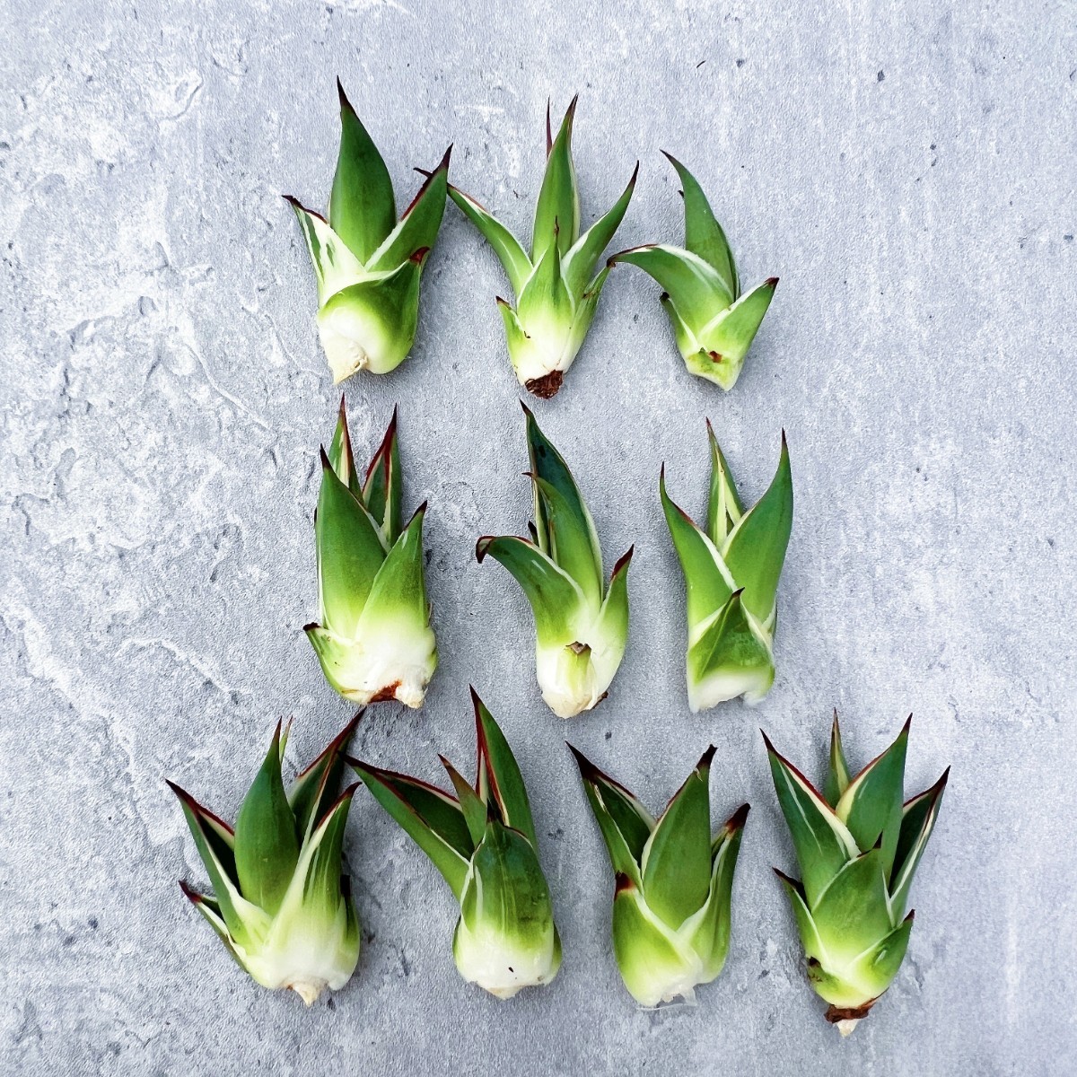 801 アガベ チタノタ 南アフリカダイヤモンド 子株 狂棘 検) シーザー