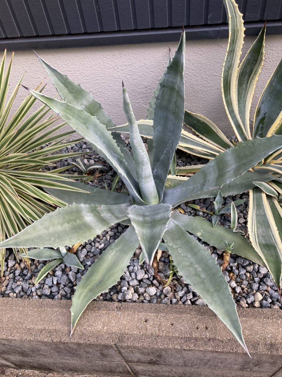 AGAVE アガベ アメリカーナ　特大　アオノリュウゼツラン