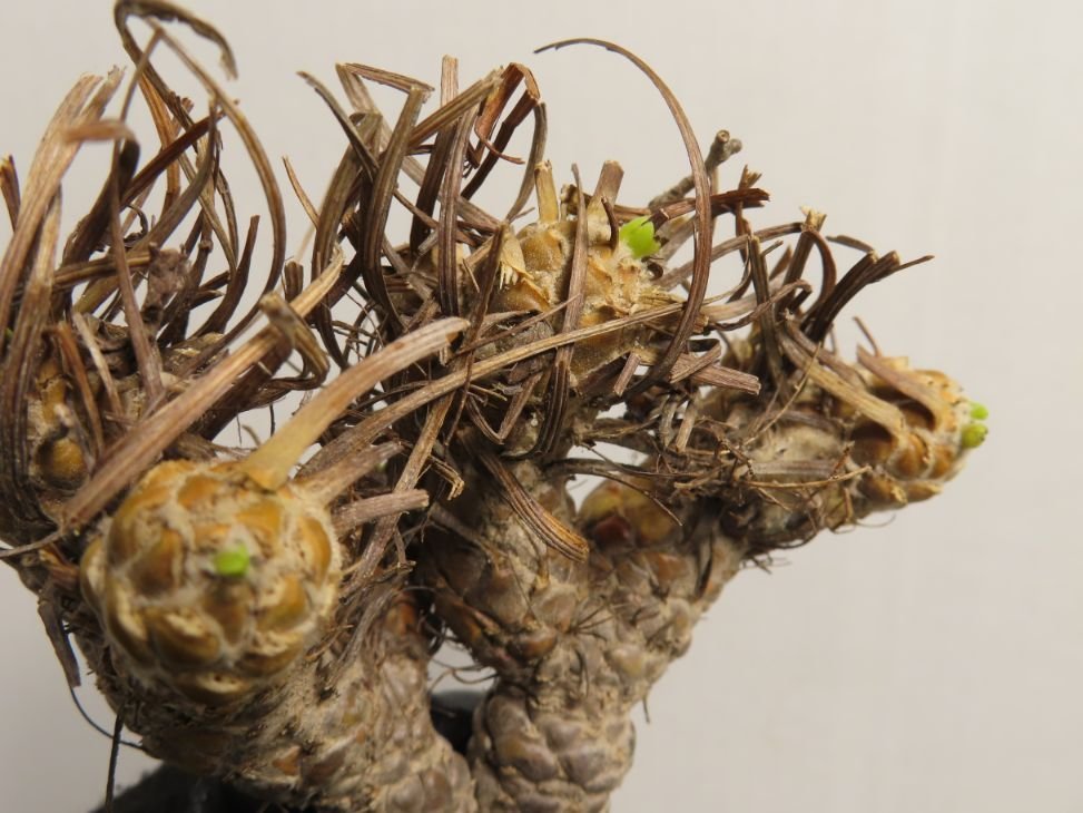 ホ175 「塊根植物」オトンナ　レピドカウリス　大　抜き苗【4/7最新到着・Othonna lepidocaulis・多肉植物】