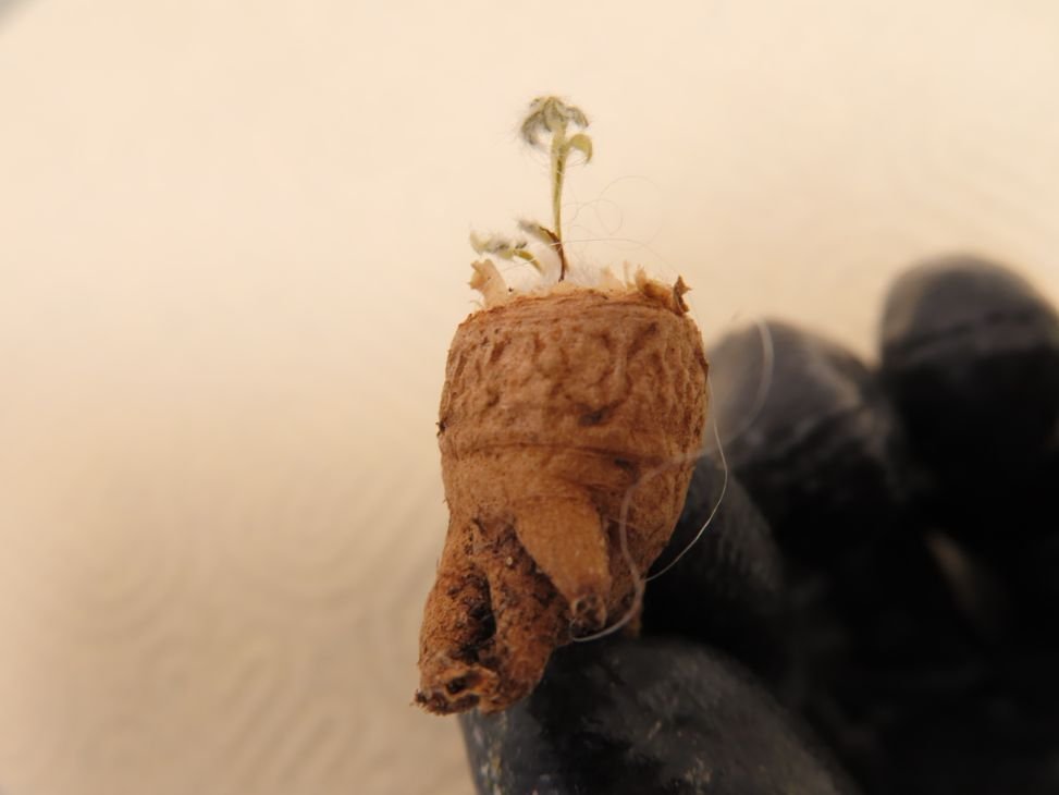 ホ382 「実生」ペラルゴニウム　トリステ　小　抜き苗【最新到着・Pelargonium triste・美株】