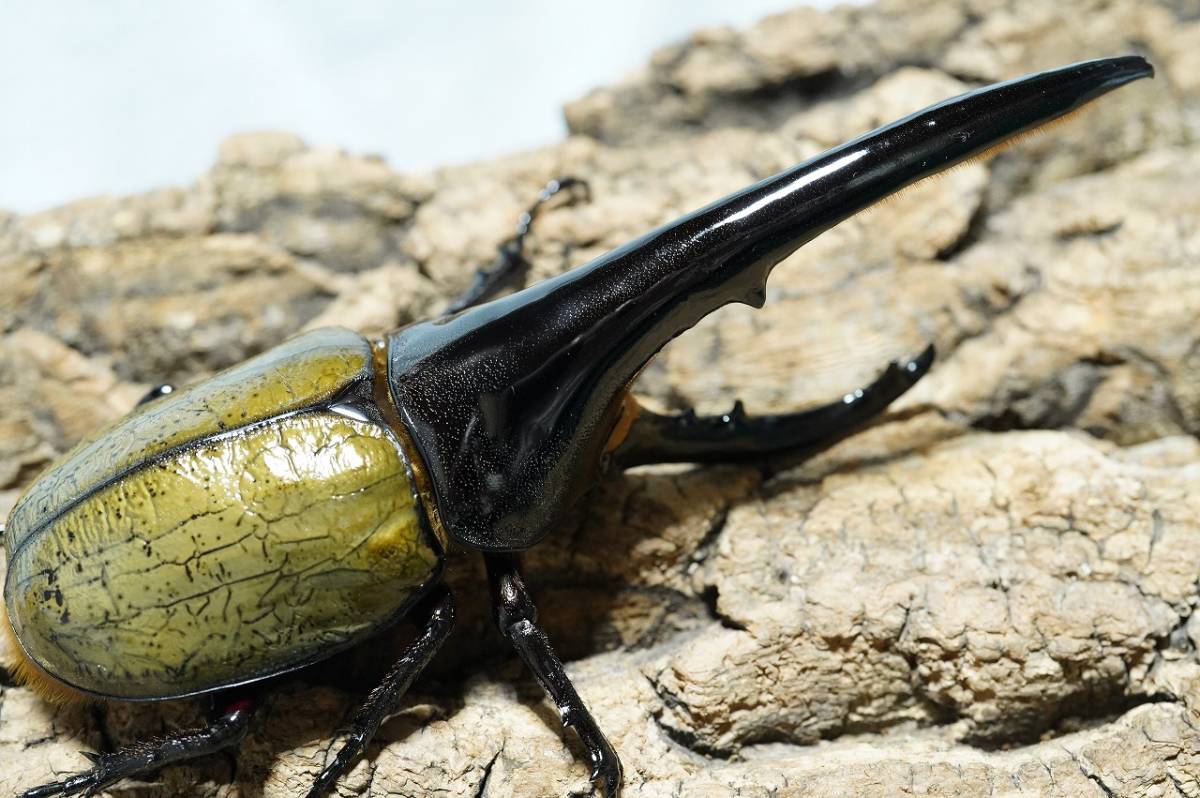 No99☆arx血統！DHヘラクレス♂152ミリ単品☆ビートル王国