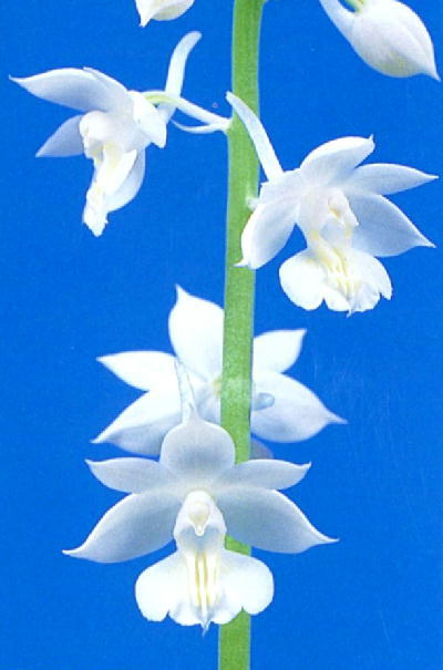 ∞萠春園∞　自然種キリシマエビネ 【白妙】　開花間近の大苗　（検:えびねらん・寒蘭・春ラン・山野草・ニオイ）