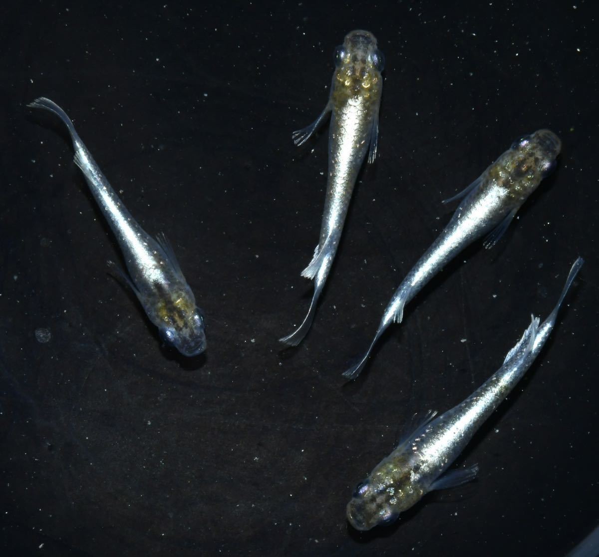 【麗蘭めだか】W3　豪華掛け合わせ！極上！『龍炎×レッドクリフダークタイプ』F1キッシング因子持ち2ペア産卵サイズ　現物出品　徳島発送