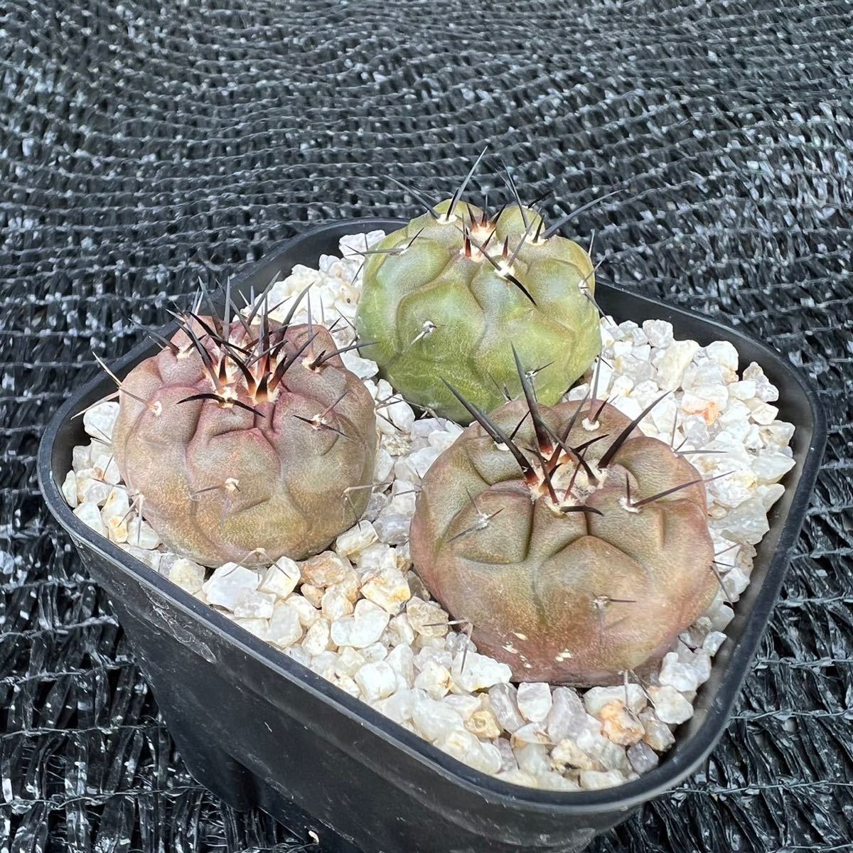 黒王丸3本 実生 Copiapoa cinerea Copiapoa 実生 | PLANTS 3頭 デュラ