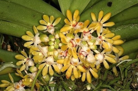 ★洋蘭★原種★Gastrochilus obliquus★ガストロキラス オブリクース★着生蘭★山野草★流木着生株★