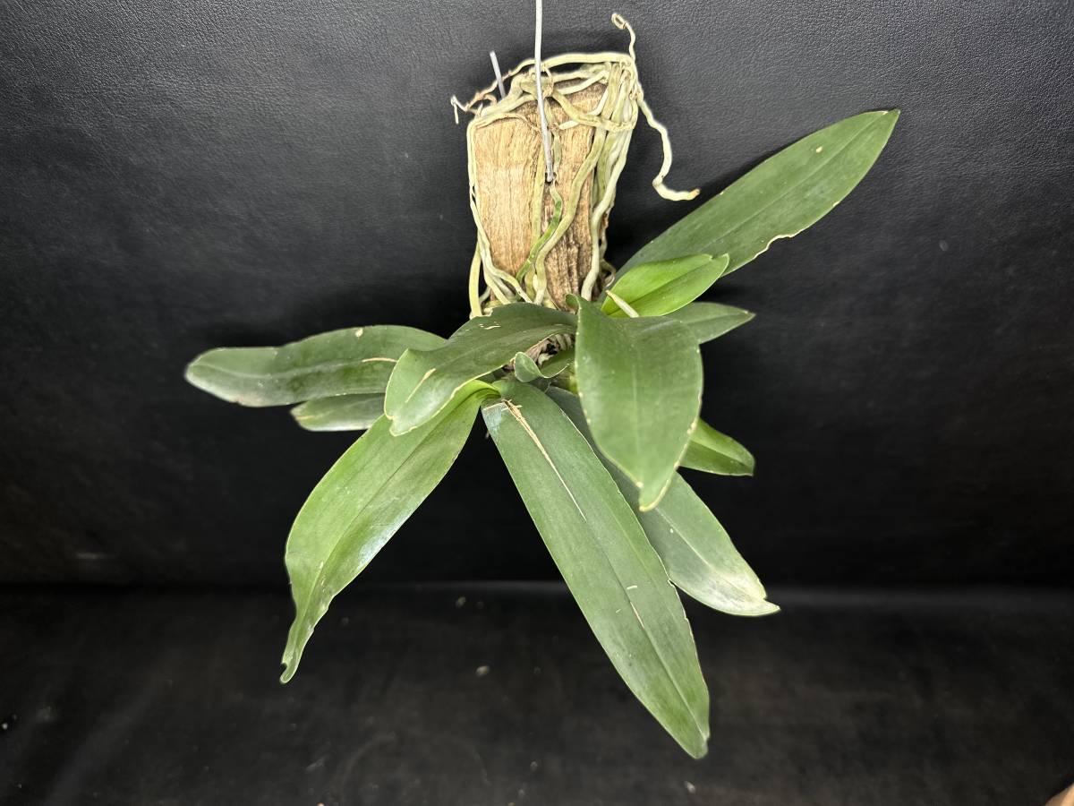 ★洋蘭★原種★Gastrochilus obliquus★ガストロキラス オブリクース★着生蘭★山野草★流木着生株★