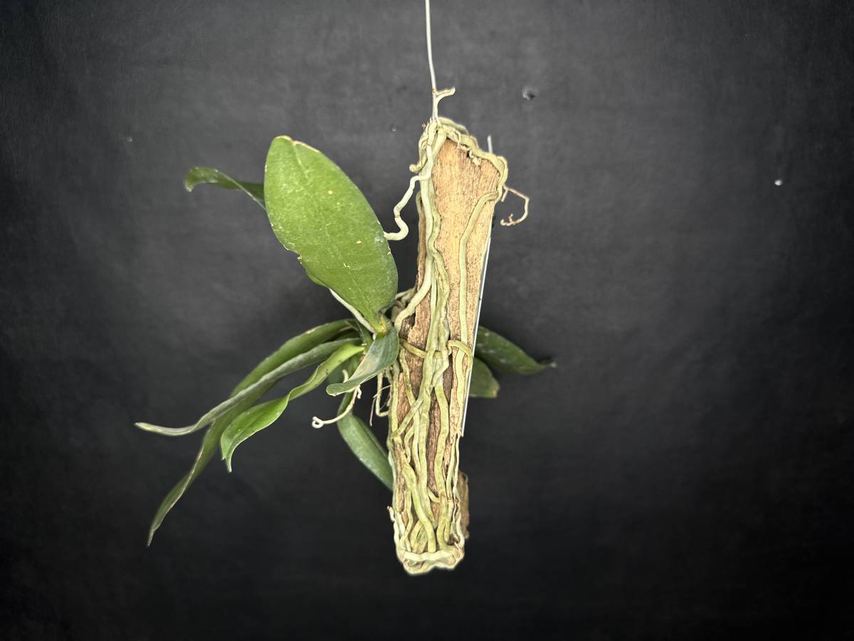 ★洋蘭★原種★Gastrochilus obliquus★ガストロキラス オブリクース★着生蘭★山野草★流木着生株★