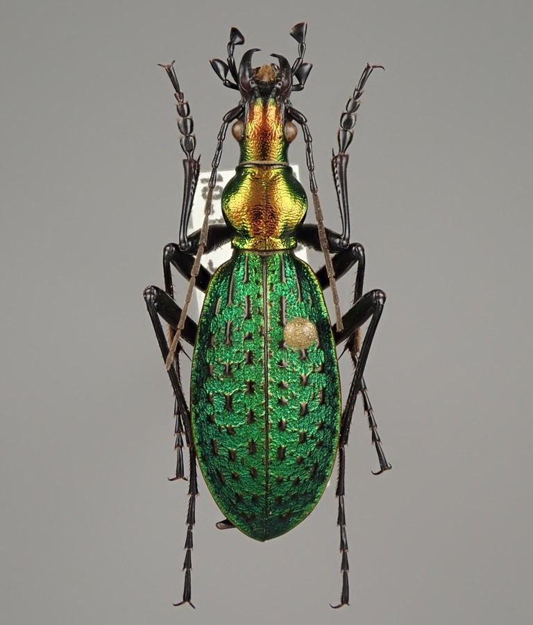 吉林省産 ホソクビナガオサムシ Acoptolabrus constricticollis