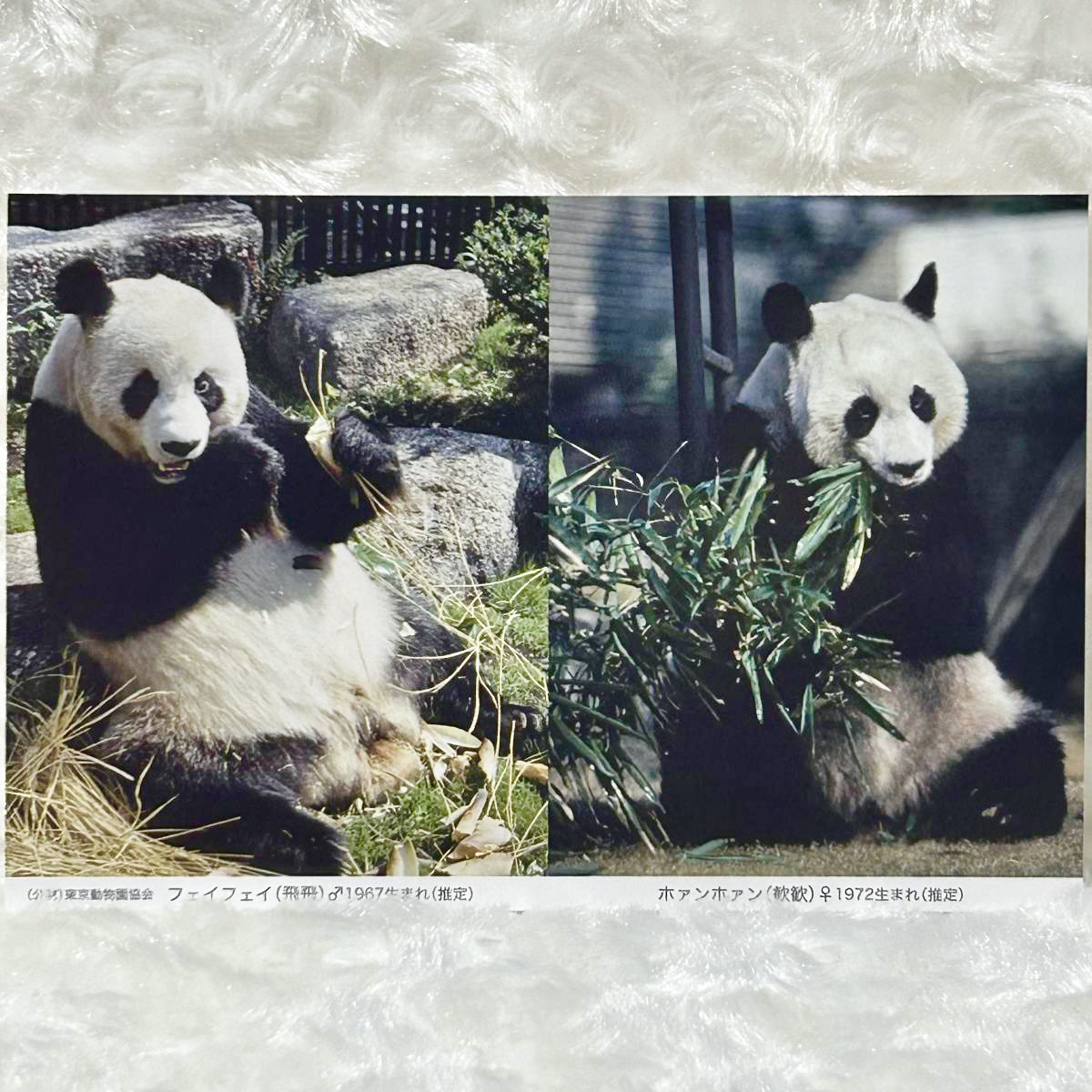 ☆上野動物園【歴代パンダ ポストカード】フェイフェイ＆ホァンホァン