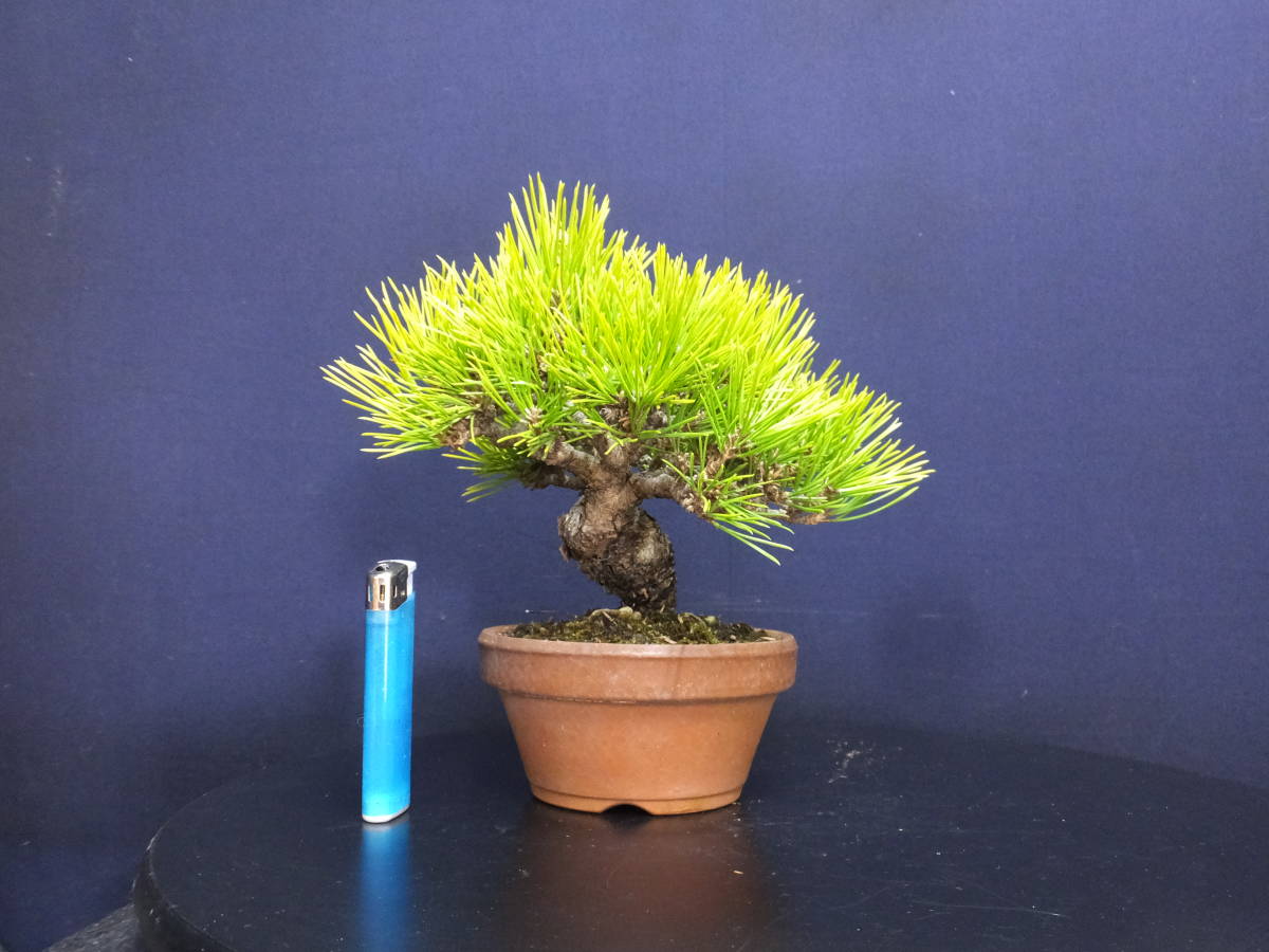 黒松盆栽　【太幹・模様木】 大品盆栽 盆栽 黒松 太幹 糸魚川真柏 シャリ芸 真柏盆栽 捻転 真柏 小品 伊豆
