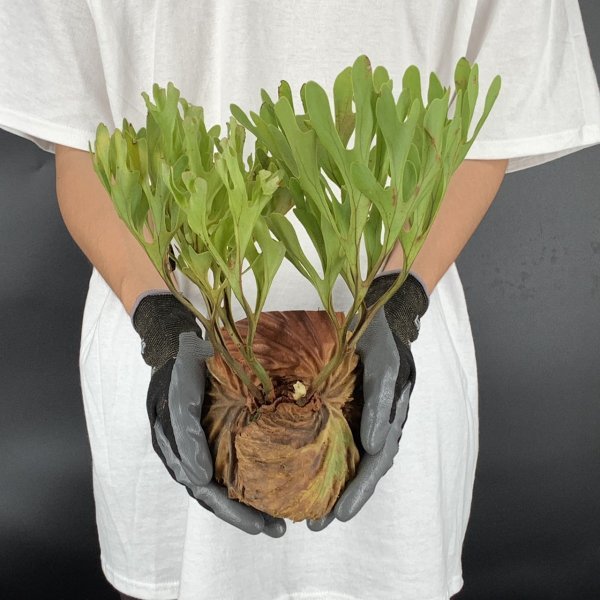 Y157【燻蒸済】Platycerium ridleyi WILD (プラティケリウム・リドレイ)【4/7輸入・中部カリマンタン・パランカラヤ】