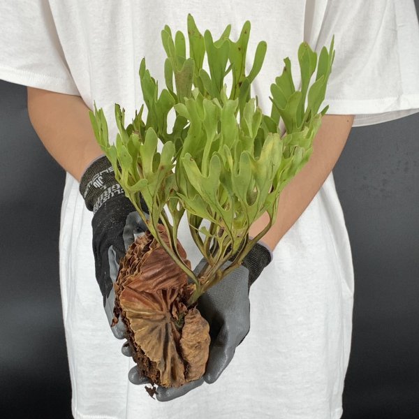 Y157【燻蒸済】Platycerium ridleyi WILD (プラティケリウム・リドレイ)【4/7輸入・中部カリマンタン・パランカラヤ】