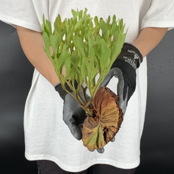 Y157【燻蒸済】Platycerium ridleyi WILD (プラティケリウム・リドレイ)【4/7輸入・中部カリマンタン・パランカラヤ】