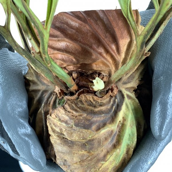 Y157【燻蒸済】Platycerium ridleyi WILD (プラティケリウム・リドレイ)【4/7輸入・中部カリマンタン・パランカラヤ】