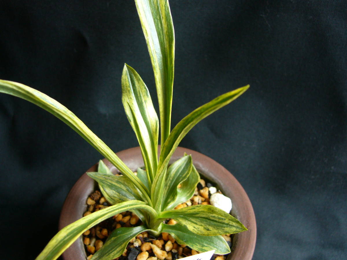 ★★ 小町蘭 散り斑覆輪縞 「天の川」 ネジバナ 錦蘭 山野草 春蘭 寒蘭 ウチョウラン ★★