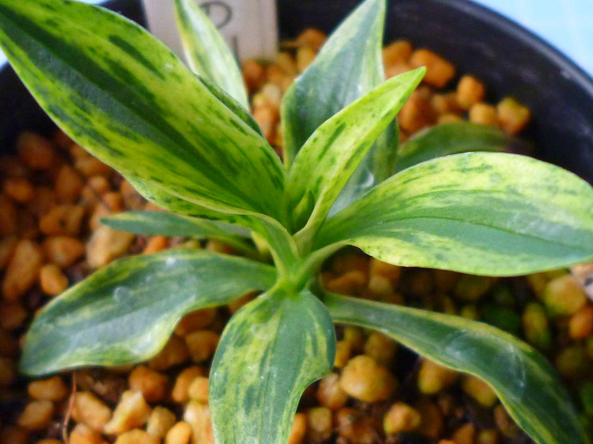 ★★ 小町蘭 散り斑覆輪縞 「天の川」 ネジバナ 錦蘭 山野草 春蘭 寒蘭 ウチョウラン ★★