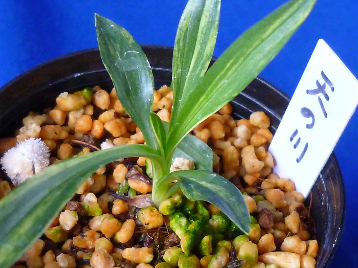 ★★ 小町蘭 散り斑覆輪縞 「天の川」 ネジバナ 錦蘭 山野草 春蘭 寒蘭 ウチョウラン ★★