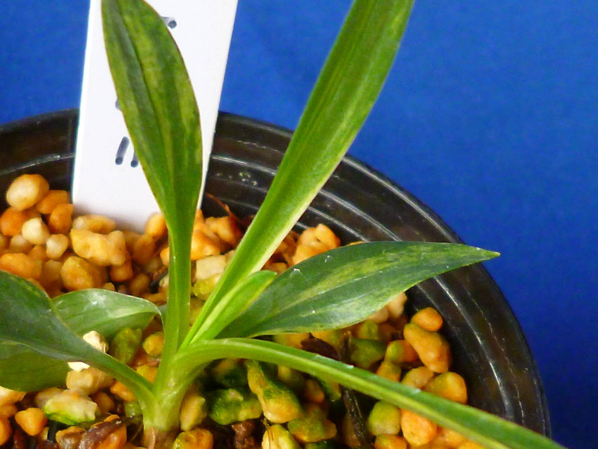 ★★ 小町蘭 散り斑覆輪縞 「天の川」 ネジバナ 錦蘭 山野草 春蘭 寒蘭 ウチョウラン ★★