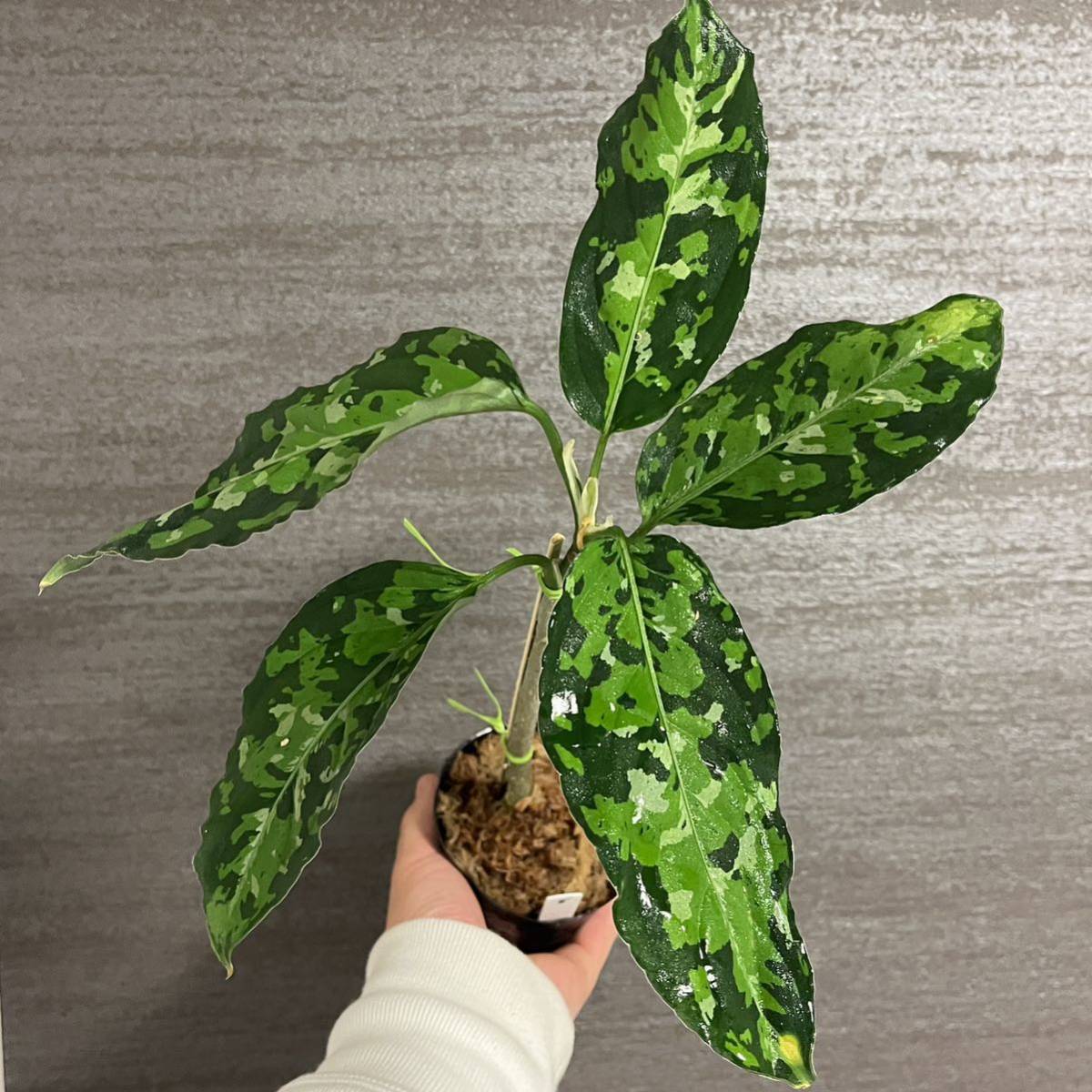 【8】アグラオネマ・ピクタム・トリカラー　ワイルド株　スマトラ島南スマトラ産　Aglaonema Pictum 中山PLANTS