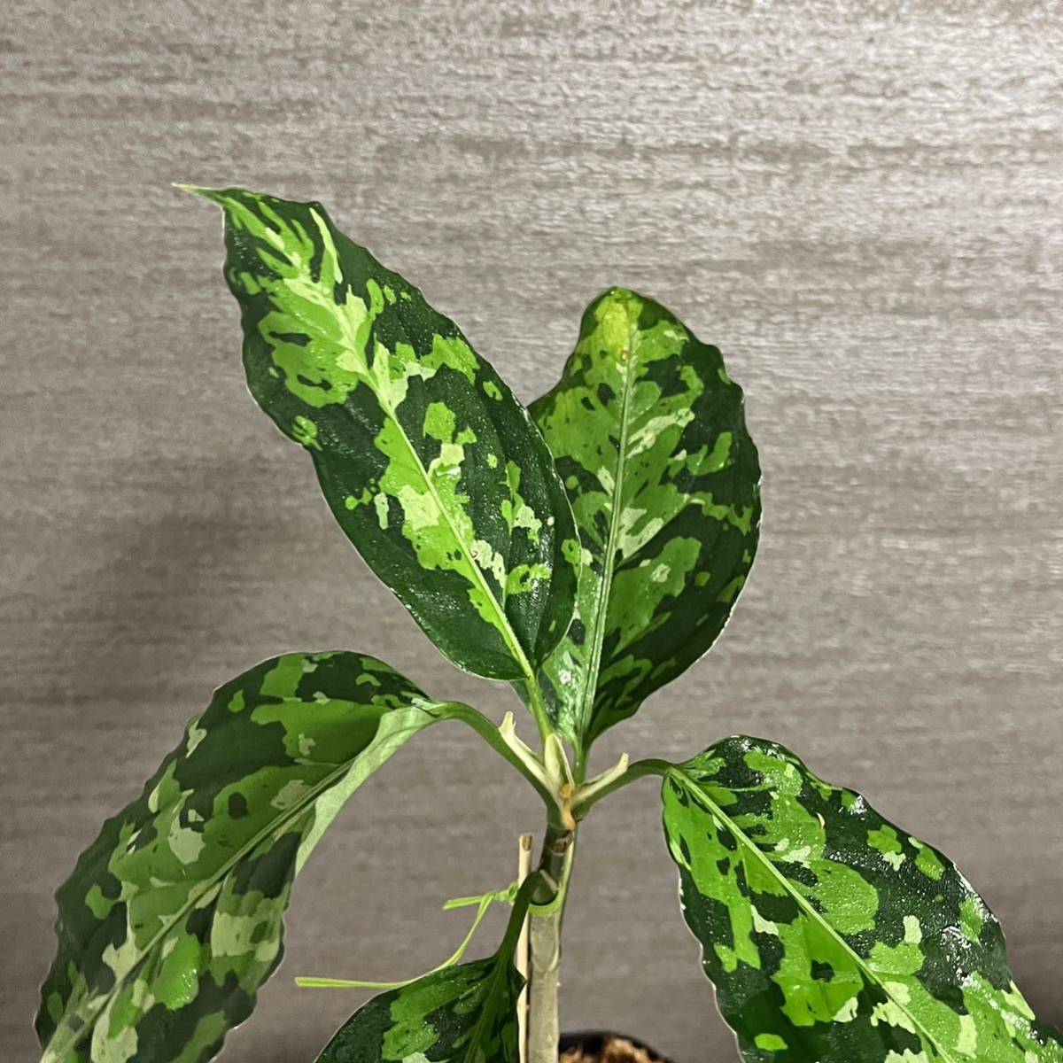 【8】アグラオネマ・ピクタム・トリカラー　ワイルド株　スマトラ島南スマトラ産　Aglaonema Pictum 中山PLANTS