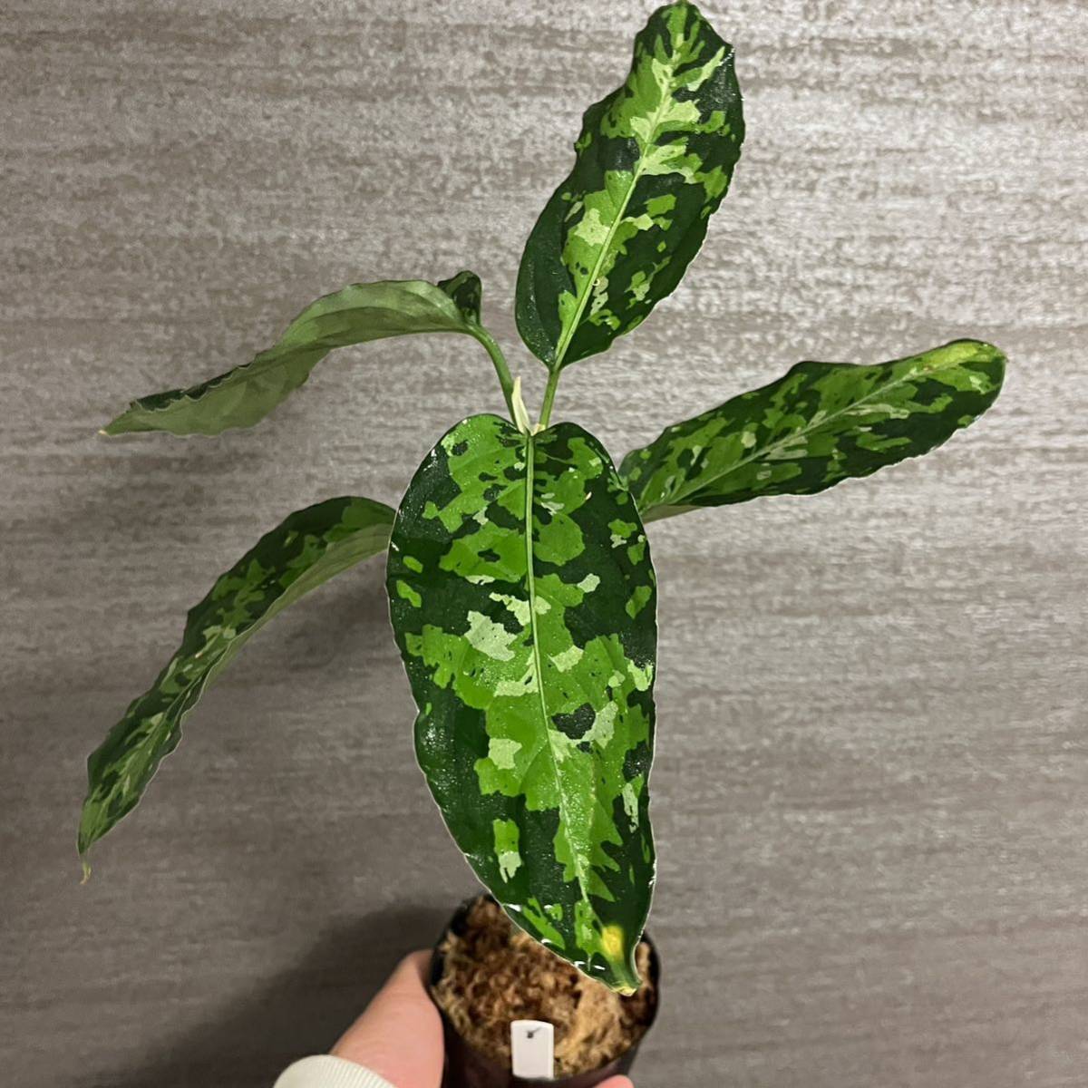 【8】アグラオネマ・ピクタム・トリカラー　ワイルド株　スマトラ島南スマトラ産　Aglaonema Pictum 中山PLANTS