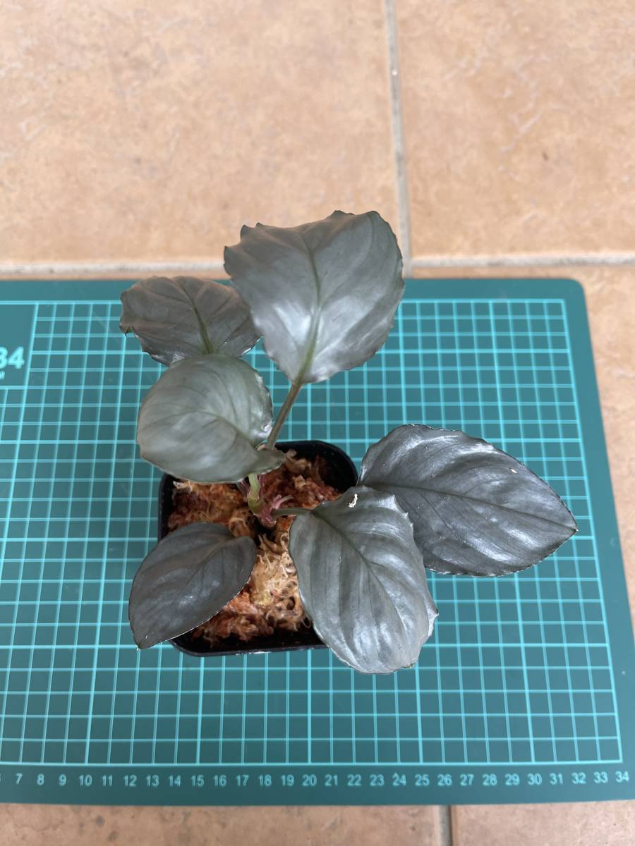 ホマロメナ Homalomena Chamah TK250316 - 熱帯魚のmishima ホマロメナ