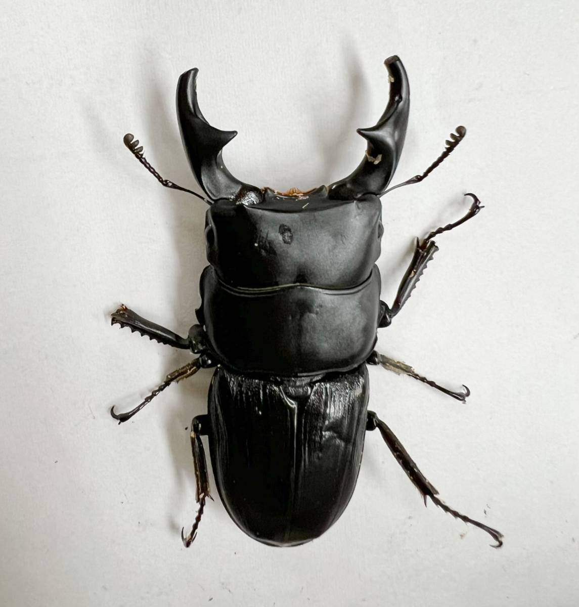 ≪≪　フィリピン便　Wild！　ミンダナオオクワガタ　リツセマ(パリー)　成虫Bペア　≫≫