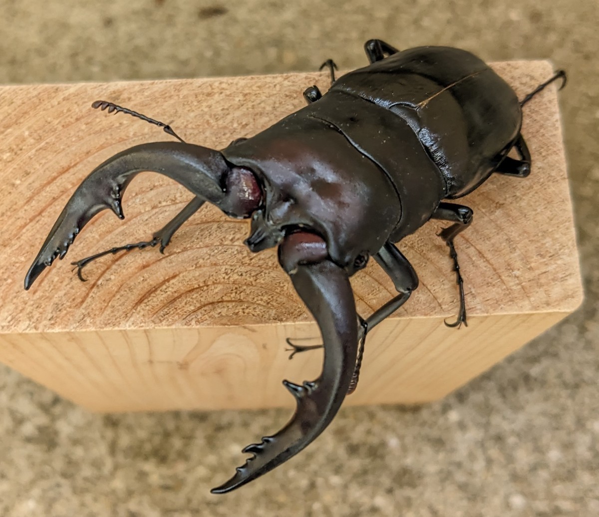 アマミノコギリ(鹿児島県奄美市笠利) 新成虫 ペア ♂79.4㎜ ♀40.5㎜ アマミノコギリクワガタ