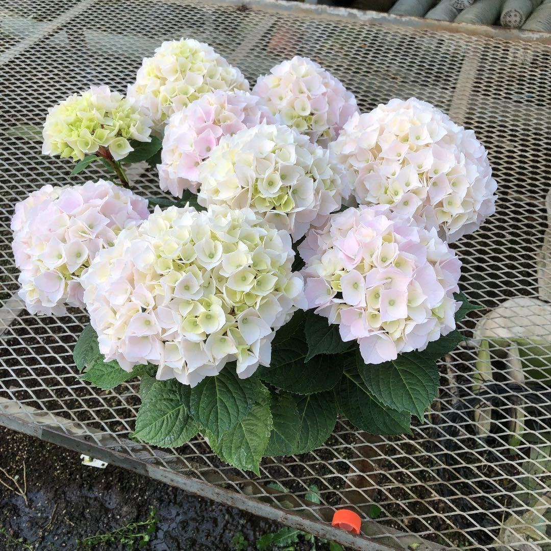 開花してます♪農場から直送♪アジサイ「コットンキャンディー」5号サイズ正規品