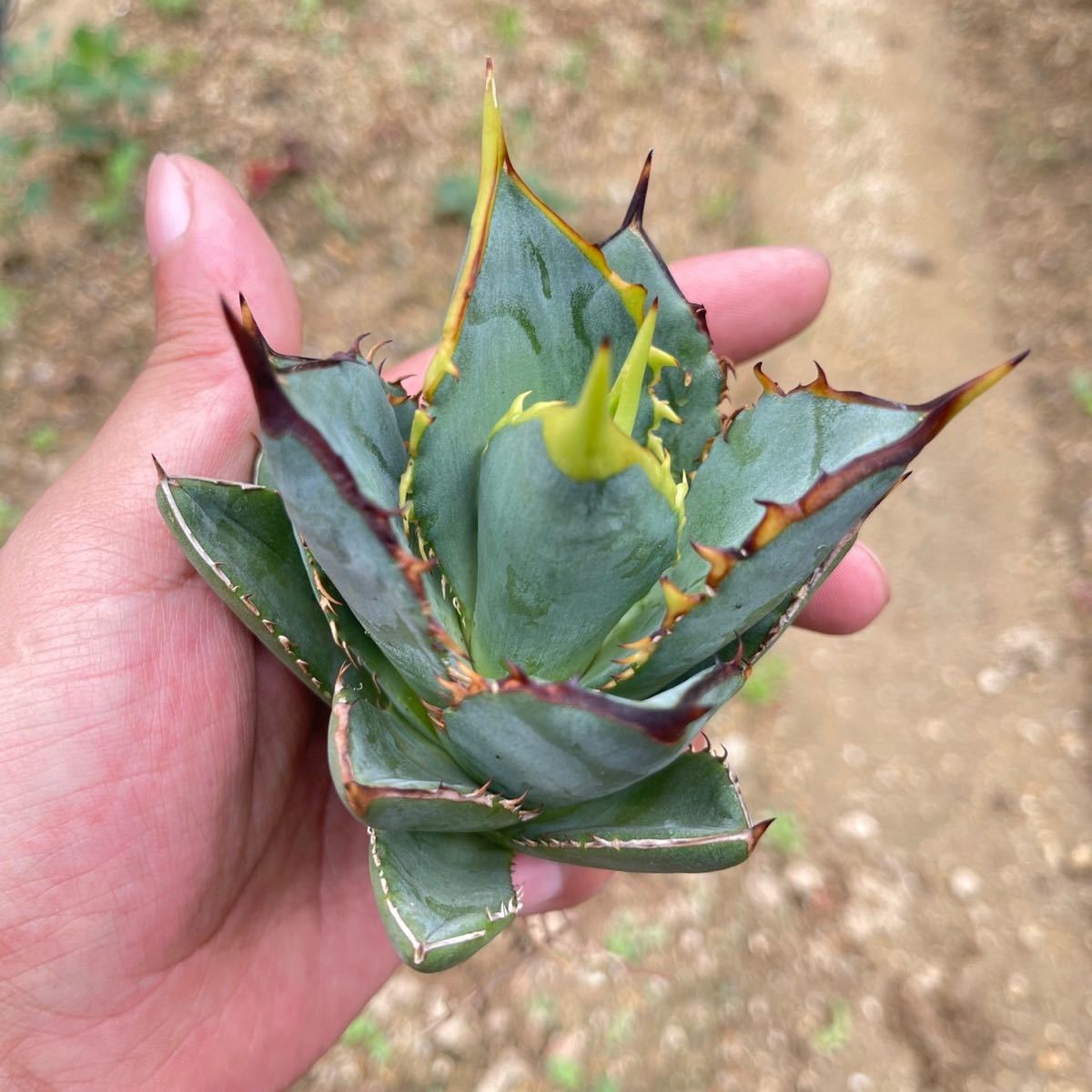 多肉植物 アガベ チタノタ 小島白刺 良型2株DYM -2
