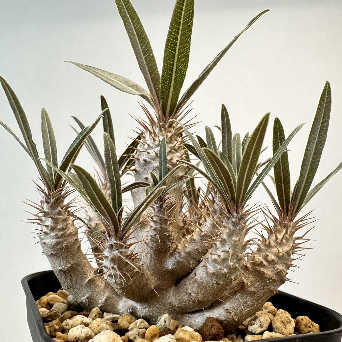 実生 グラキリス Pachypodium rosulatum var. gracilius