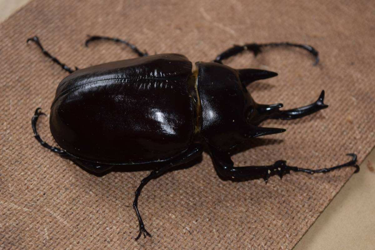 アクティオンゾウカブト　新成中ペア　100ｘ70_1