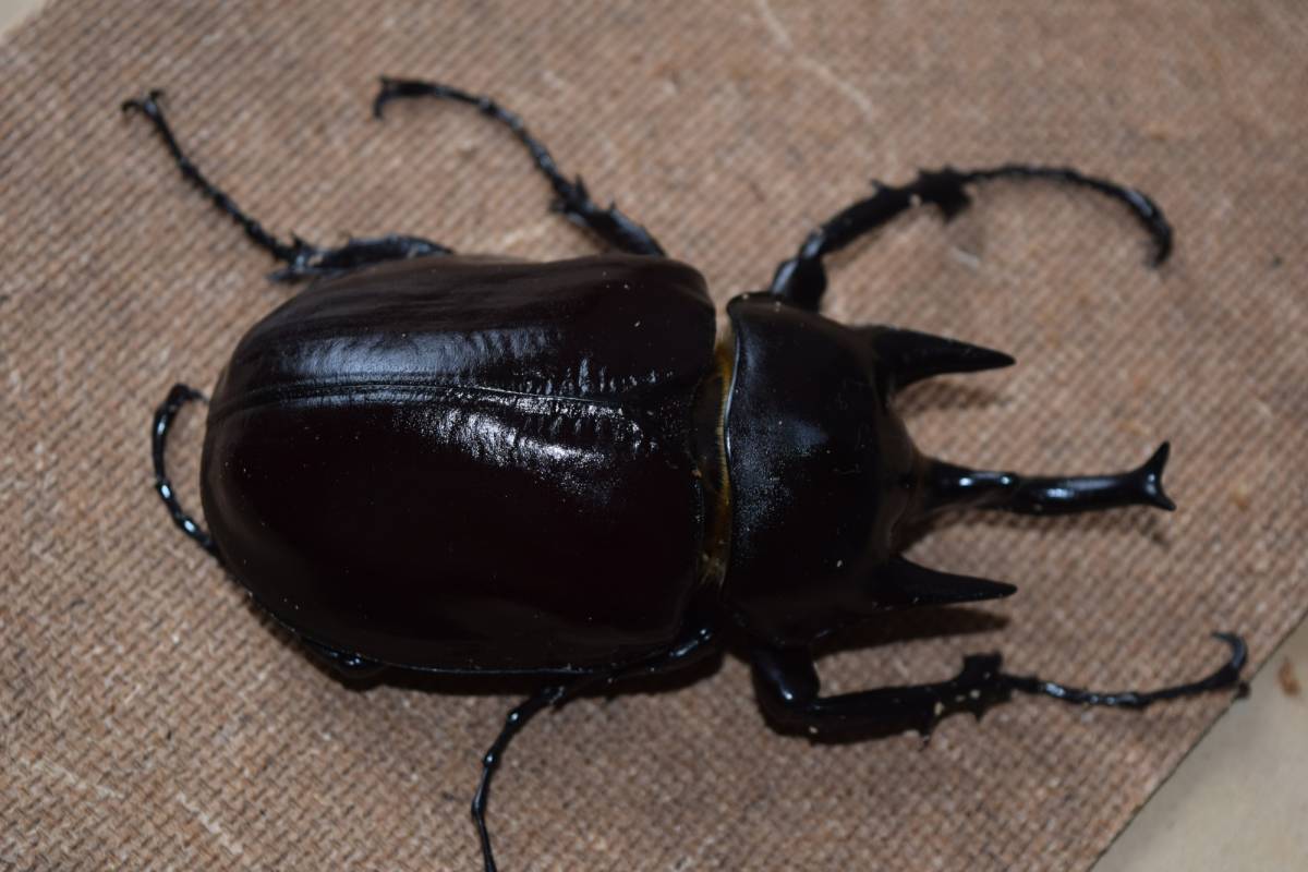 アクティオンゾウカブト　新成中ペア　100ｘ70_2