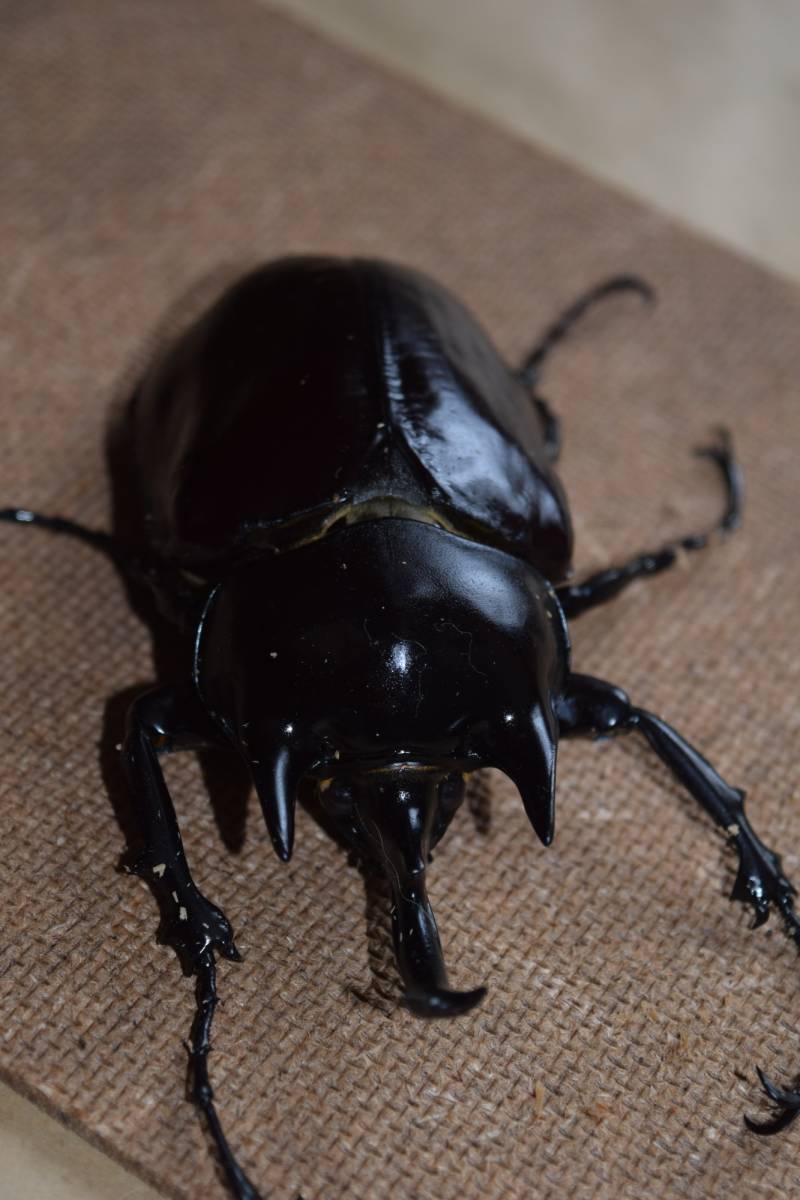 アクティオンゾウカブト　新成中ペア　100ｘ70_3