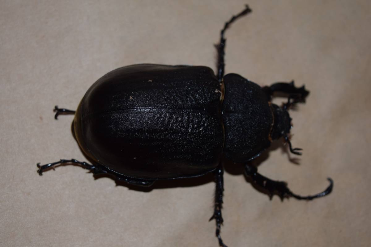 アクティオンゾウカブト　新成中ペア　100ｘ70_4