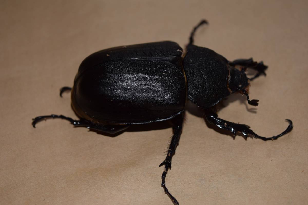 アクティオンゾウカブト　新成中ペア　100ｘ70_5