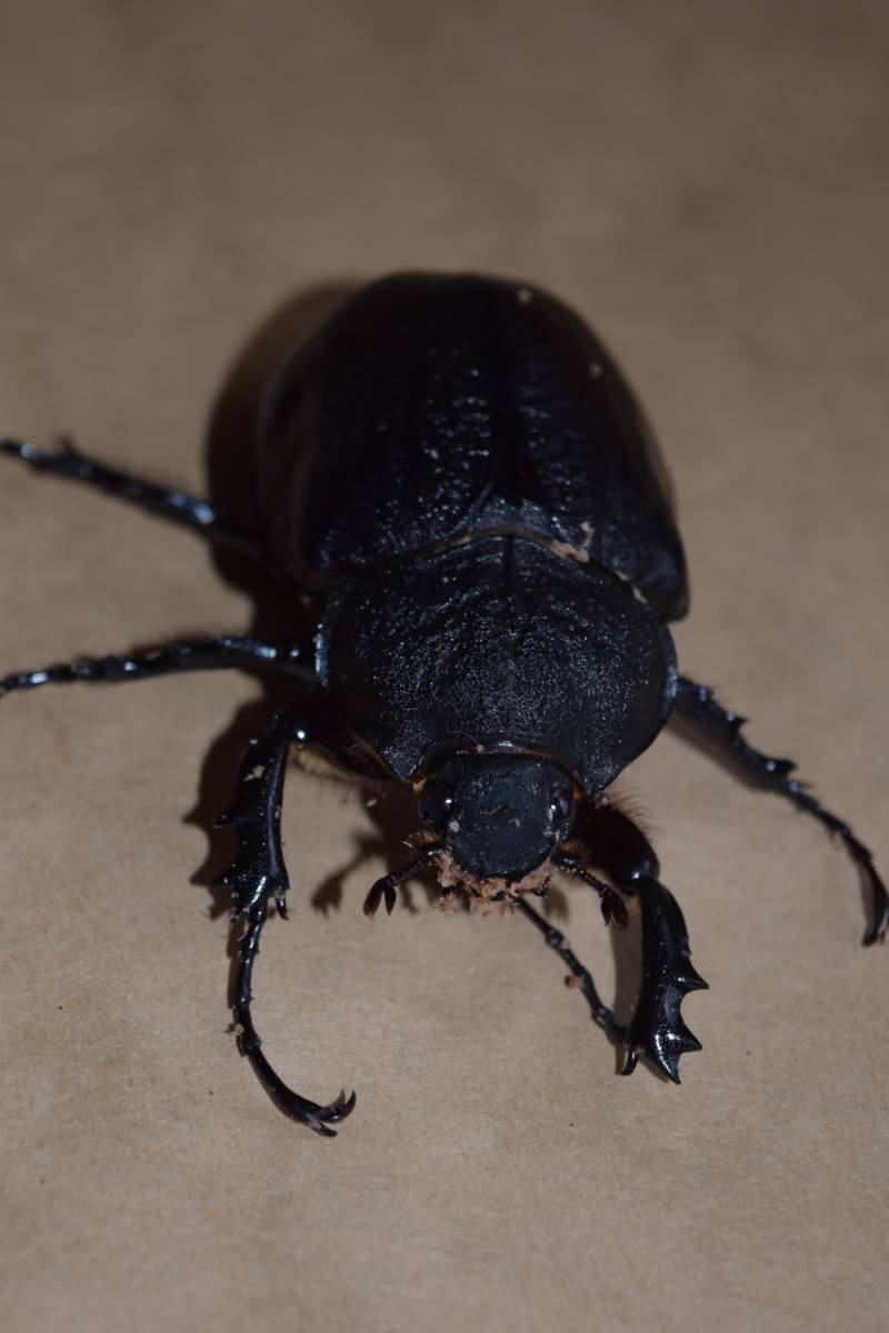 アクティオンゾウカブト　新成中ペア　100ｘ70_6