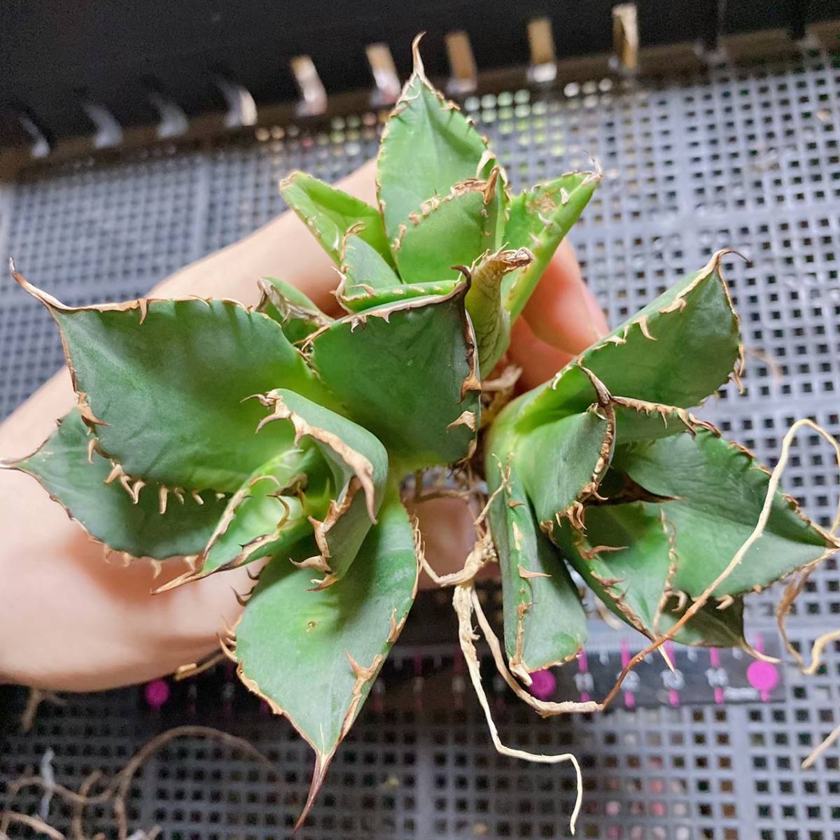 HC-42. アガベ　チタノタ　バナナピール 3株セット♪