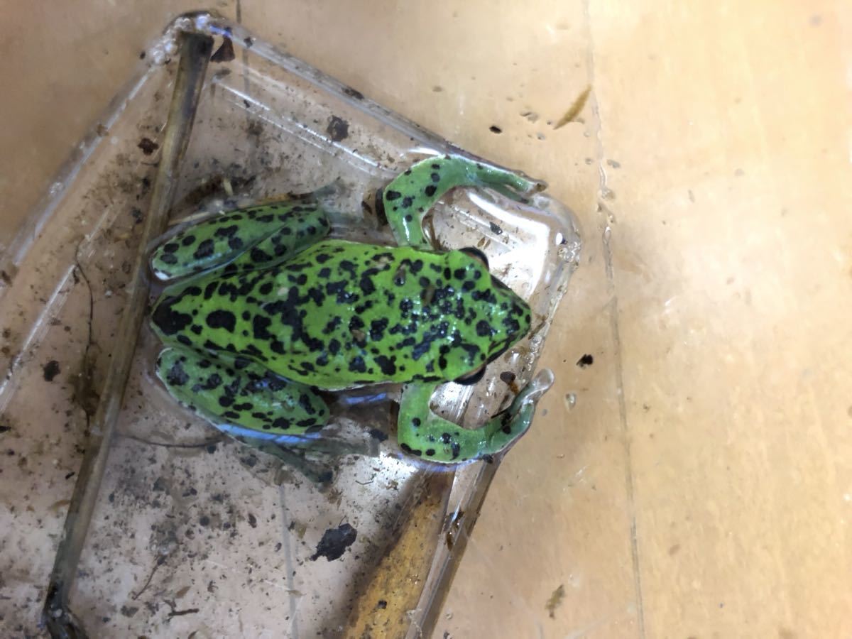 ☆モリアオガエル1ペア(♀約80ミリ♂約60ミリ)(カエル)｜売買された