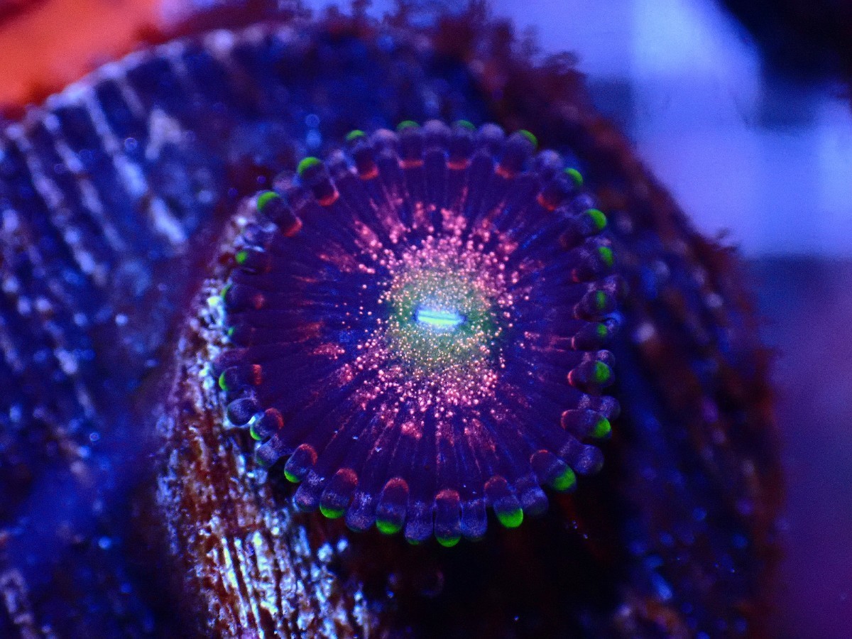 ★USA★ Black Flamingo ブラックフラミンゴ ◎送料1200円◎ ☆全て同梱可☆ サンゴ マメスナ