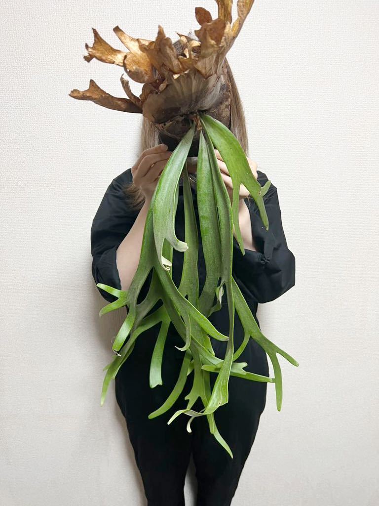 willinckii piti ビカクシダ